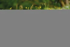 Nici 48605 Alpaka Chic Paka 25cm Stehend Plüsch Kuscheltier GREEN 9 Nici 48605 Alpaka Chic Paka 25cm Stehend Plüsch Kuscheltier GREEN -Nici 48607 14 48603 48605 48609 Milieu 2048x1366